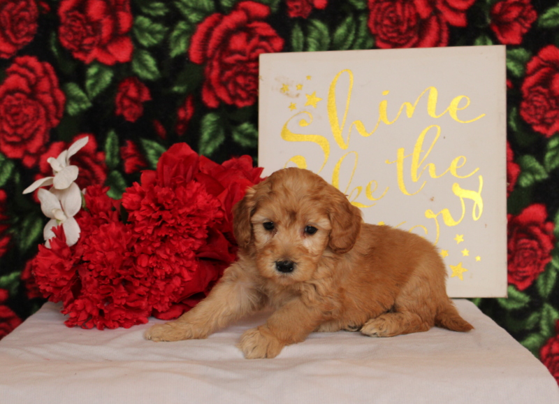 puppy, for, sale, Mini Goldendoodle F2, Matthew B. Stoltzfus, dog, breeder, Gap, PA, dog-breeder, puppy-for-sale, forsale, nearby, find, puppyfind, locator, puppylocator, aca